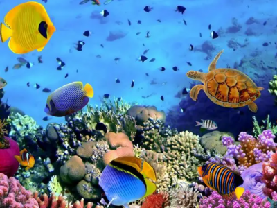 海洋回收塑料的定義和分類是什么？